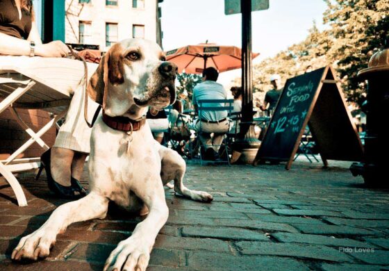 PERTH DOGGY STYLE