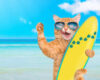 SURF CATS