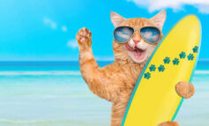 SURF CATS