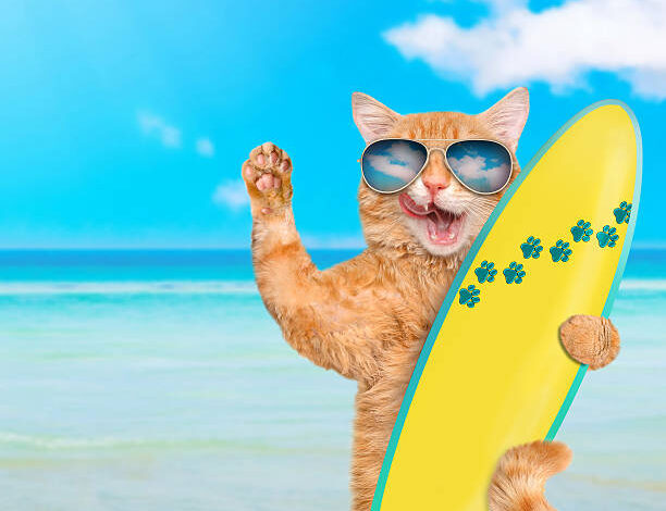 SURF CATS